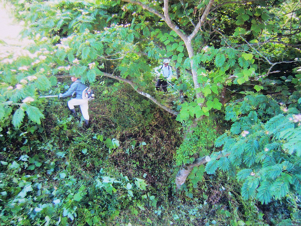 木の周辺の草刈り